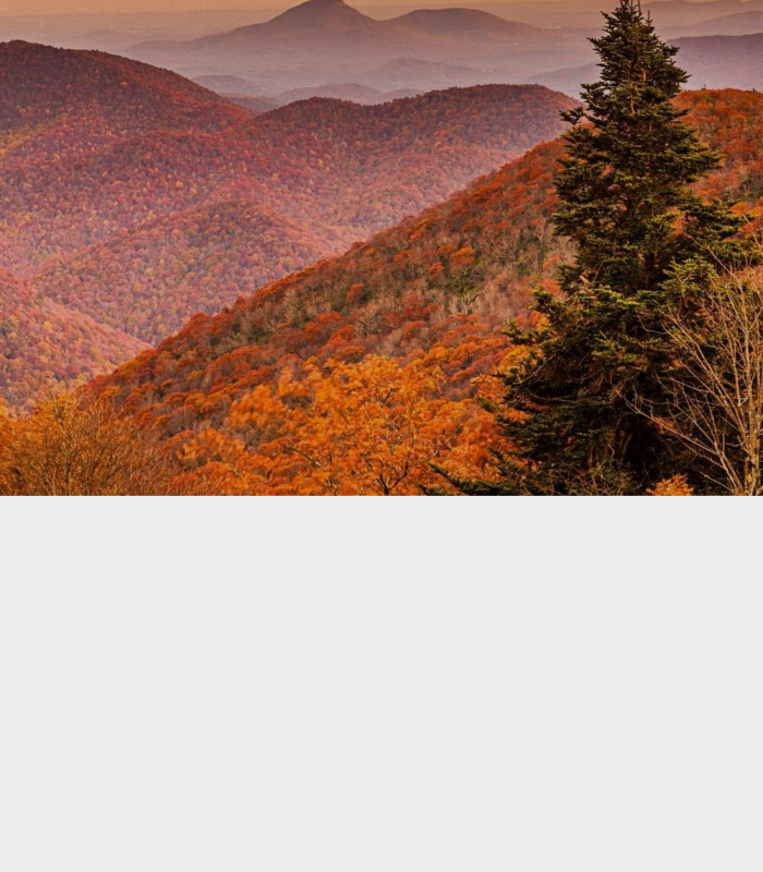 homeBanner